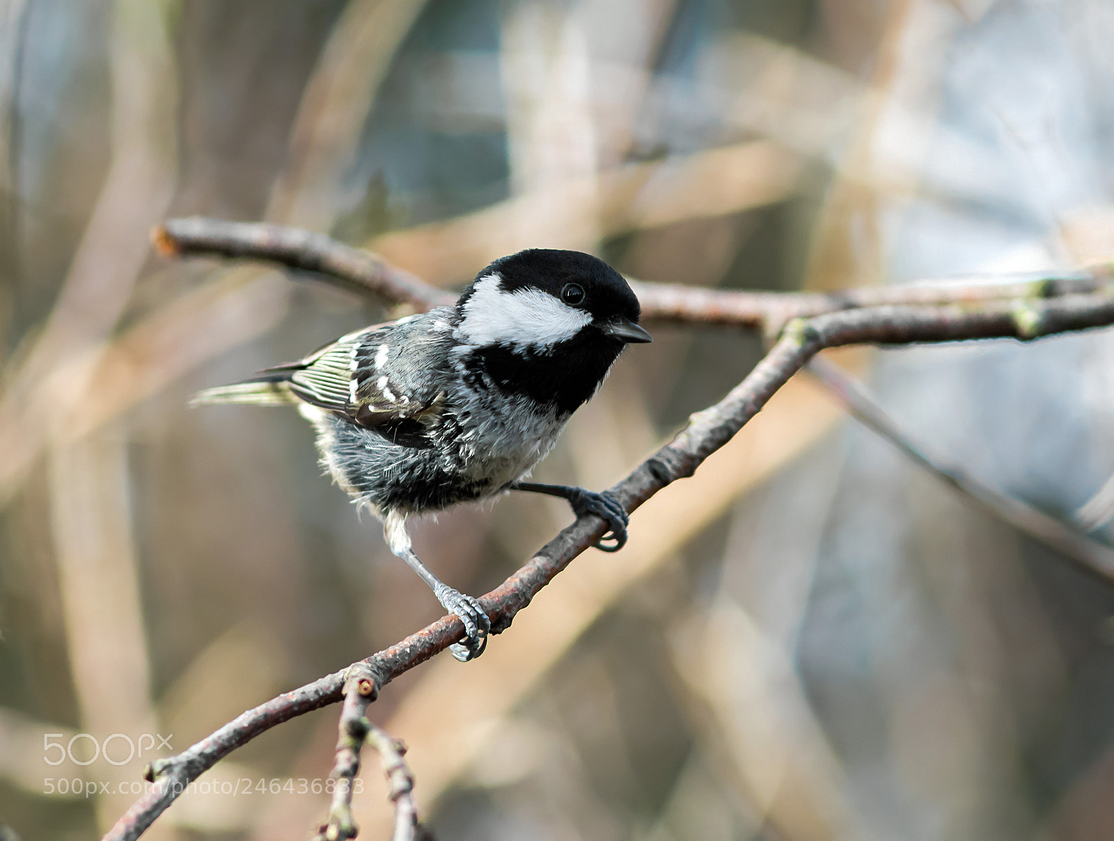 Canon EOS 7D Mark II sample photo. Best bib and tucker photography