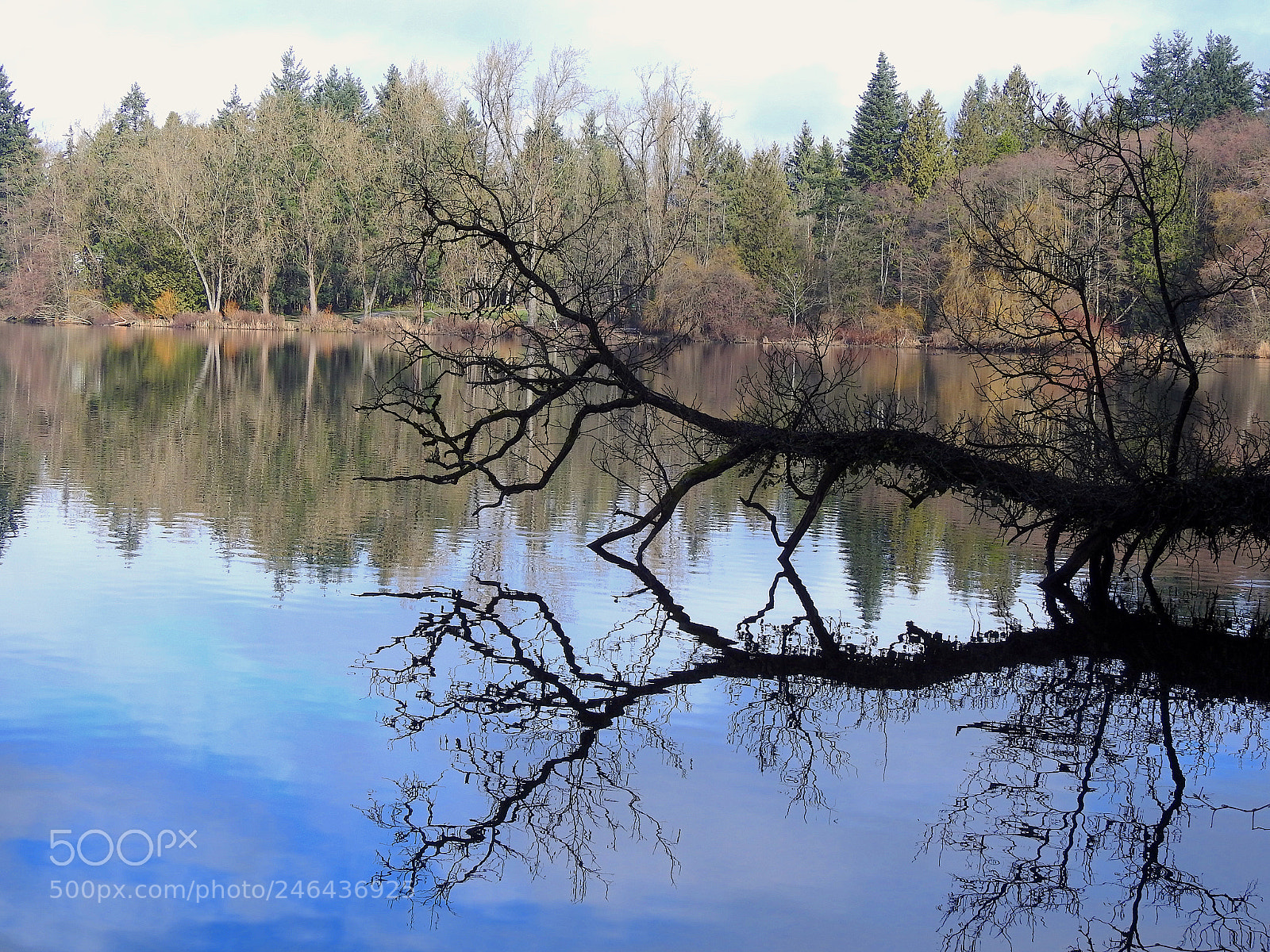 Nikon Coolpix P900 sample photo. Deer lake photography