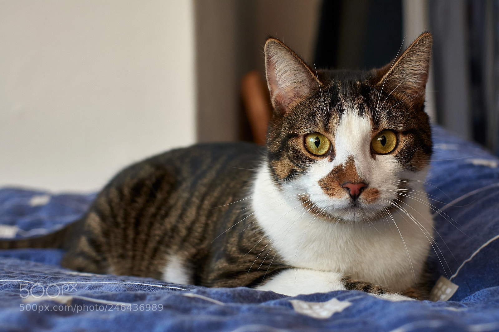Nikon D7100 sample photo. Lili photography