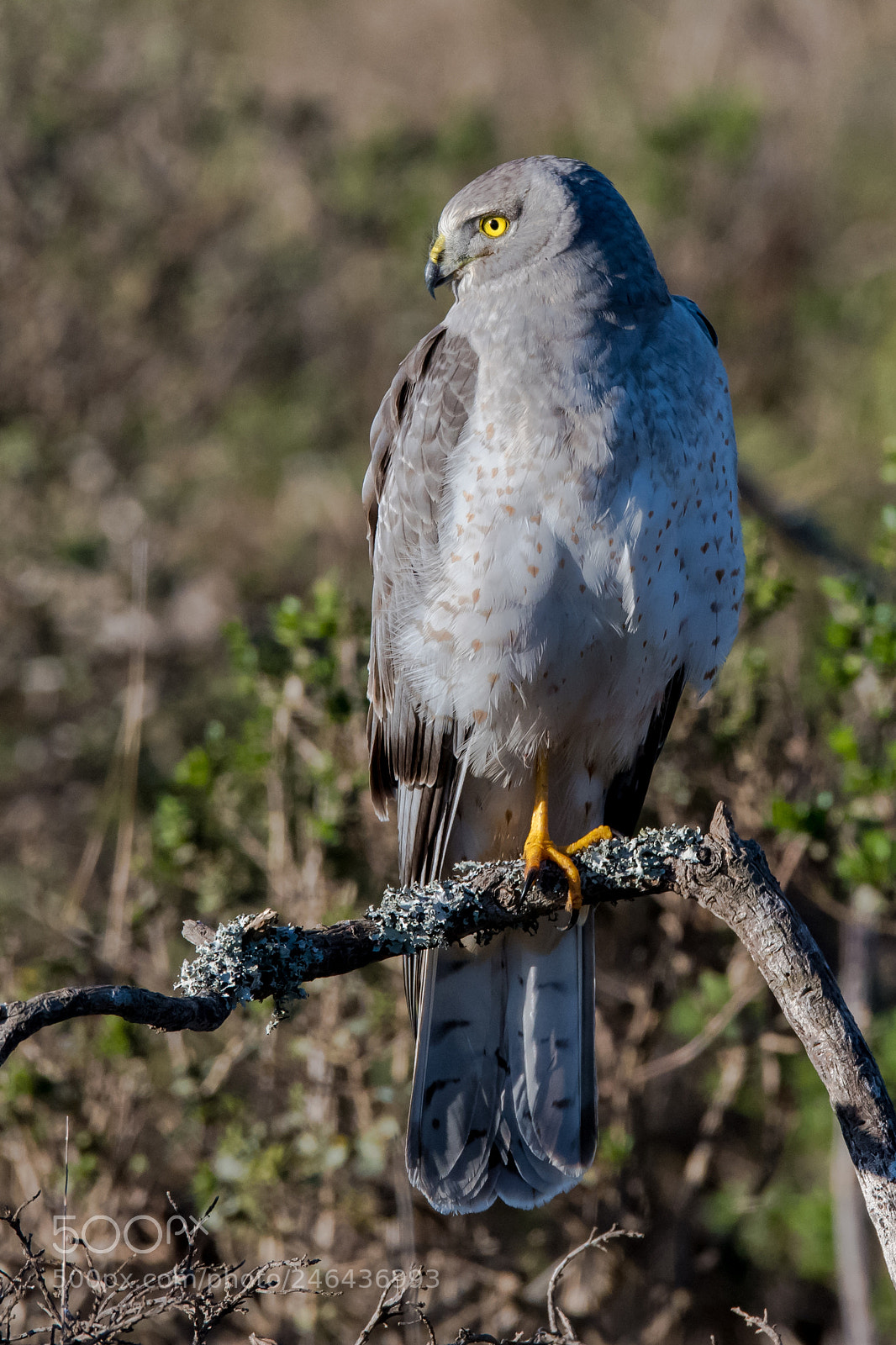 Nikon D850 sample photo. Northern harrier photography