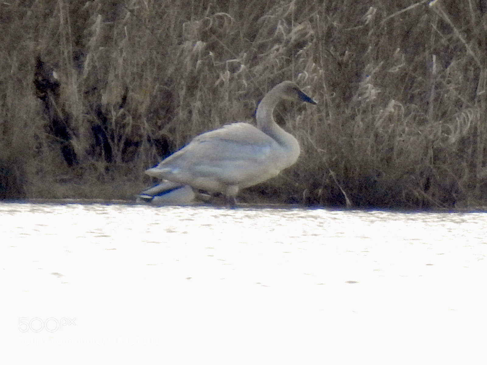 Nikon Coolpix P900 sample photo. Trumpeter swan photography