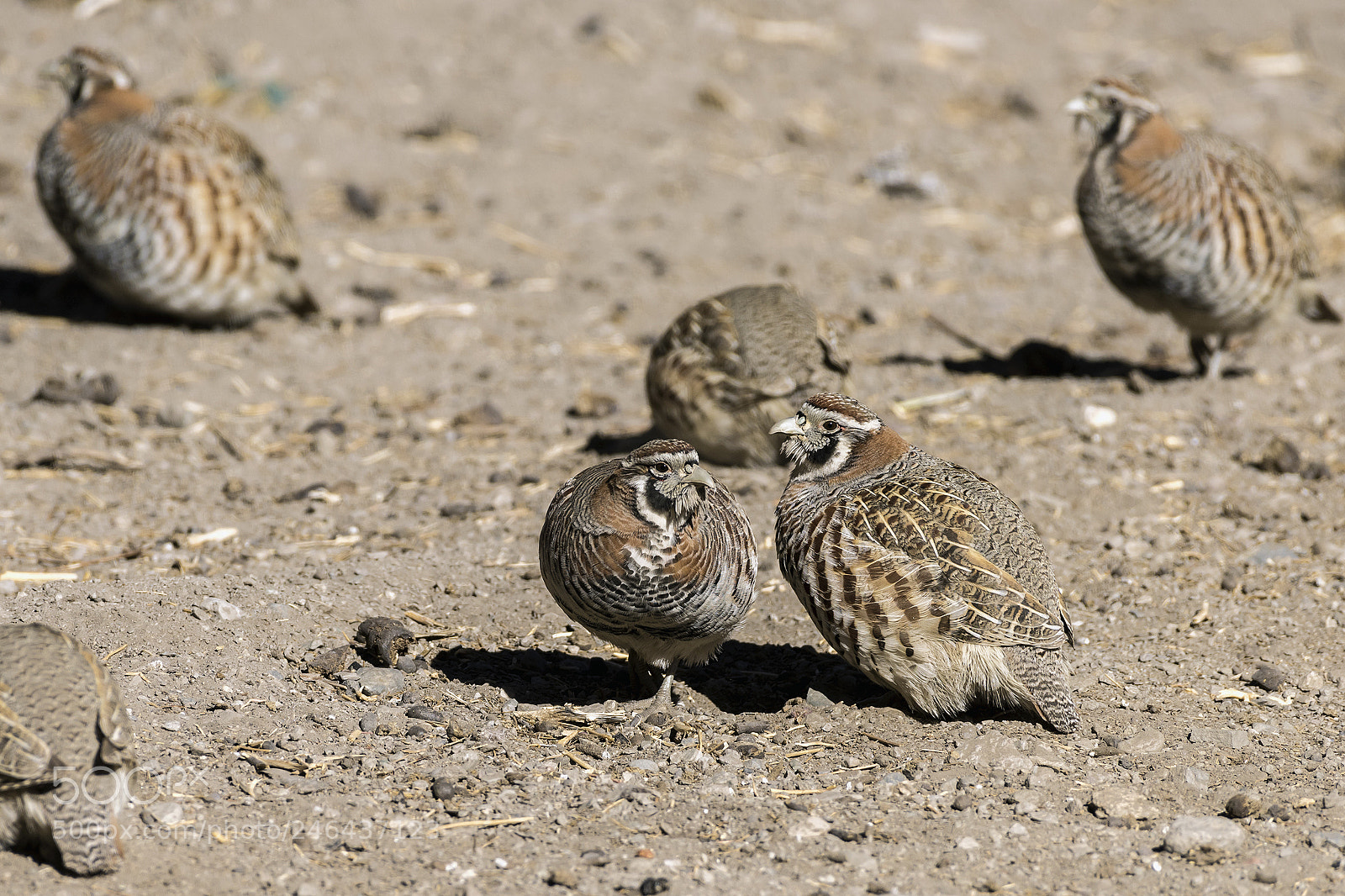 Nikon D810 sample photo. Tibetan partridges photography