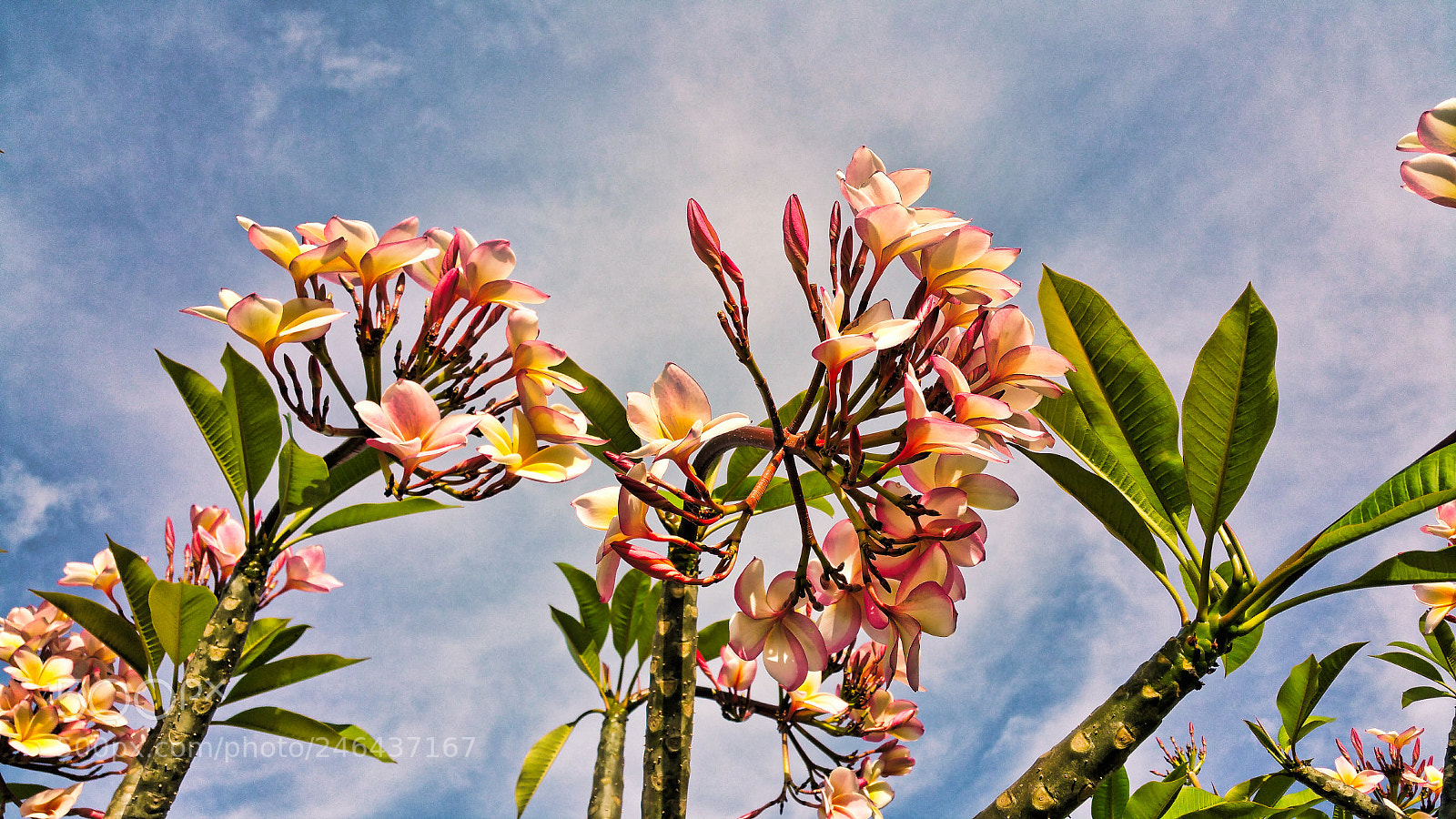 Samsung Galaxy Note4 sample photo. Flowers in cuba photography