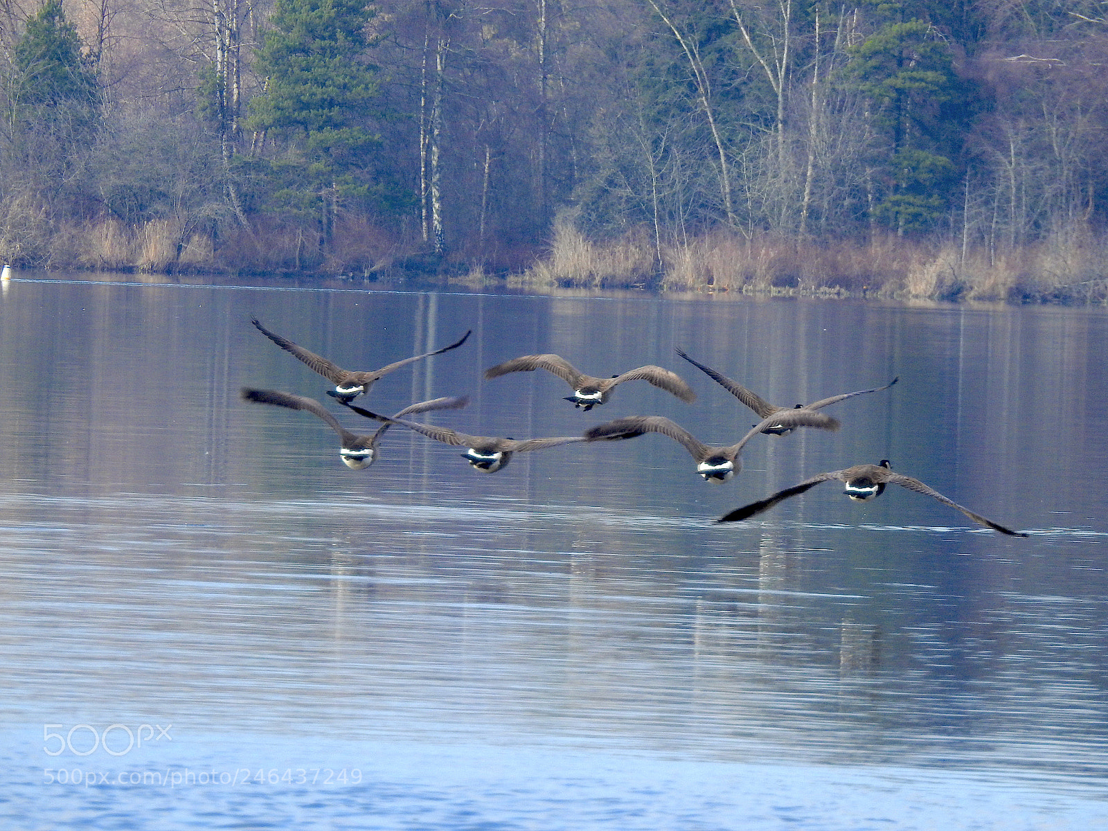 Nikon Coolpix P900 sample photo. Canada geese photography