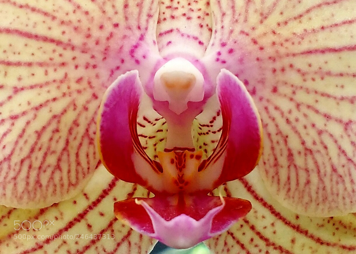 Motorola MotoG3 sample photo. Orchidaceae photography
