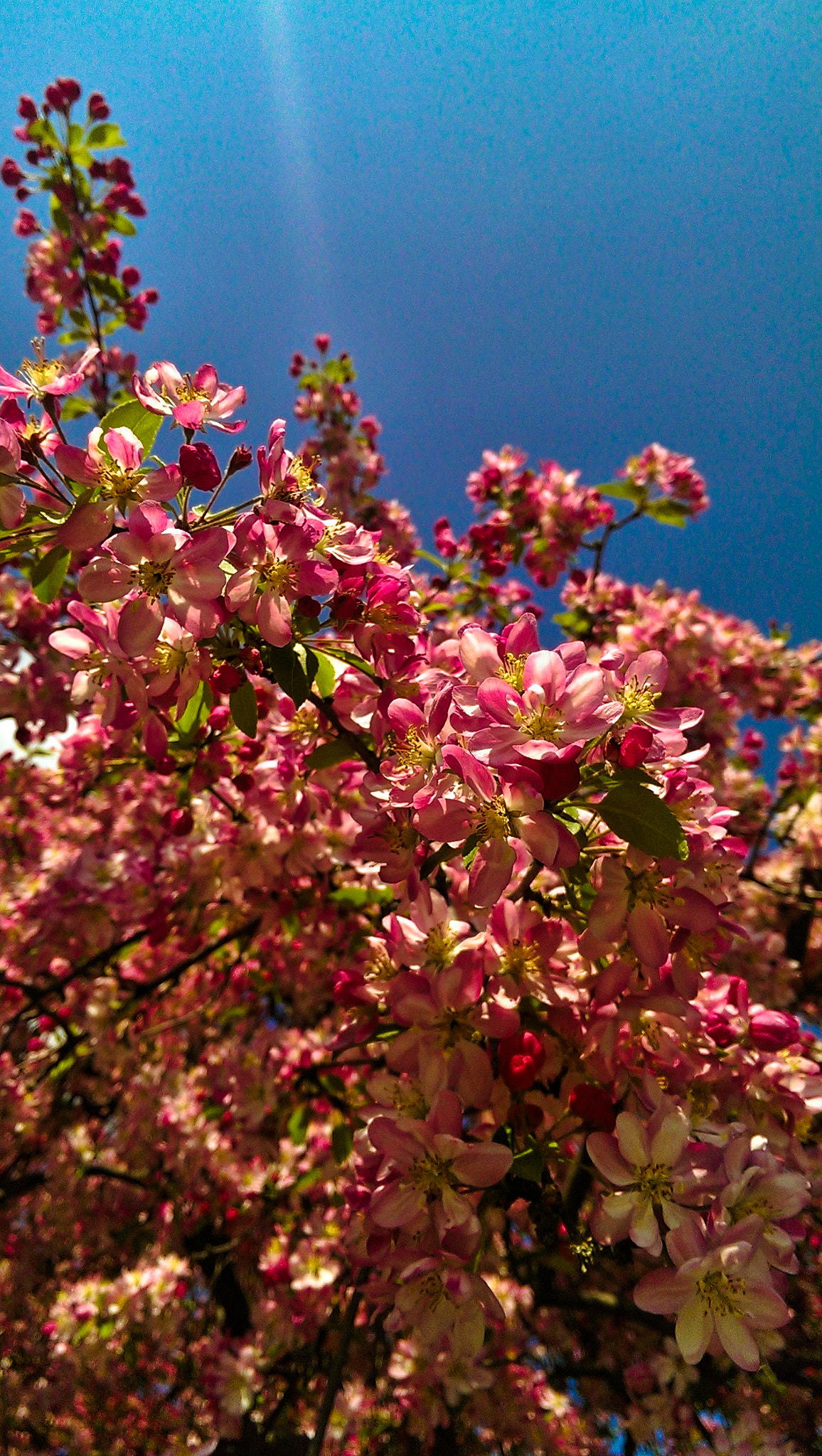 HTC ONE sample photo. Flowers in munich photography