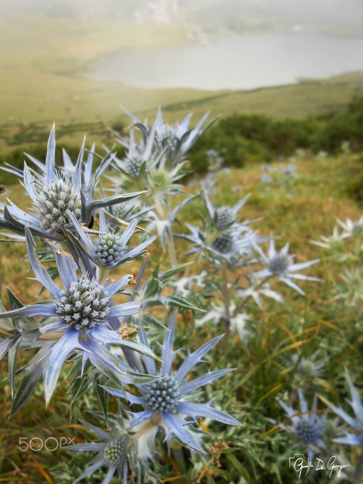 Nikon Coolpix S3300 sample photo. Blu flowers photography