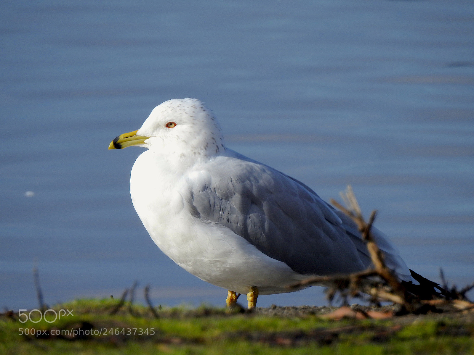 Nikon Coolpix P900 sample photo. Pied-billed gull photography