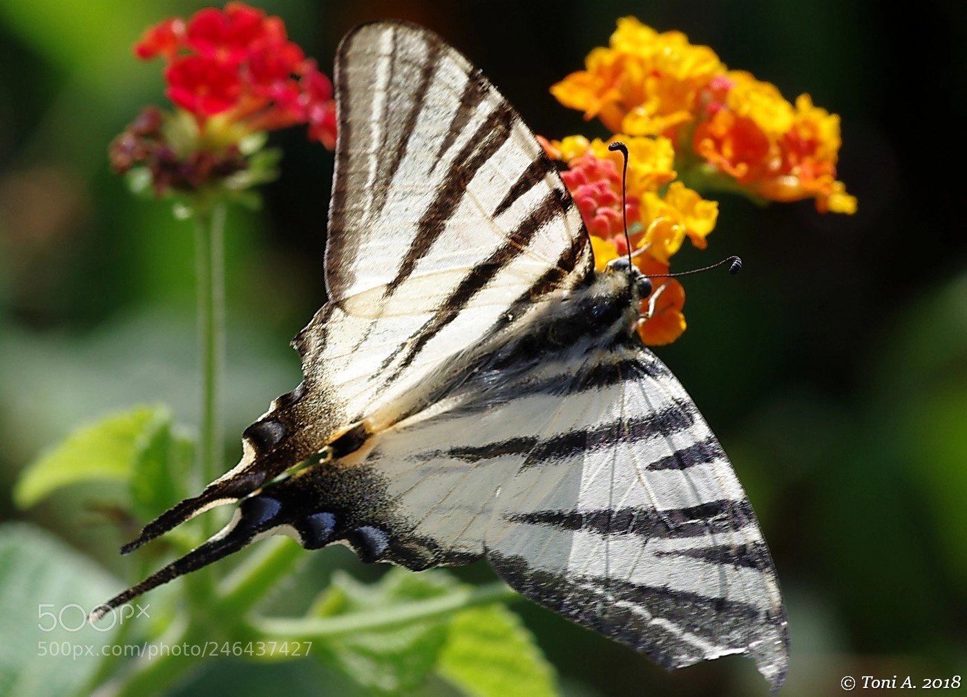 Pentax K-5 II sample photo. Iphiclides podalirius photography