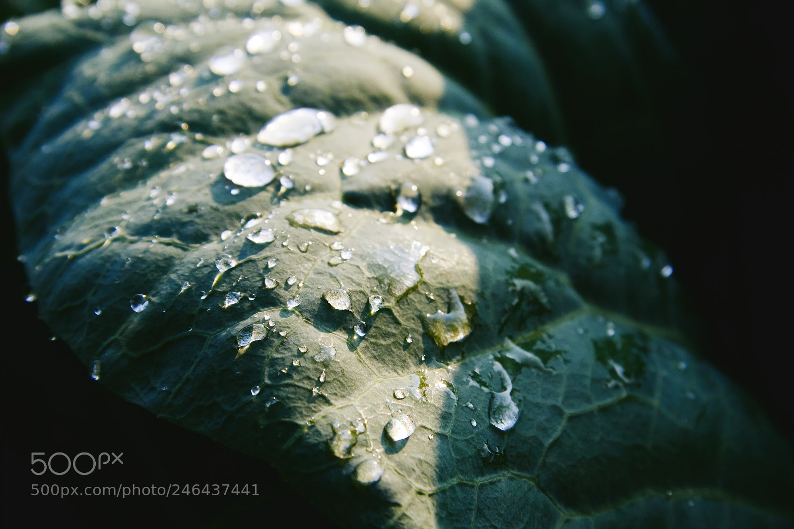Canon EOS 60D sample photo. Pastel photography