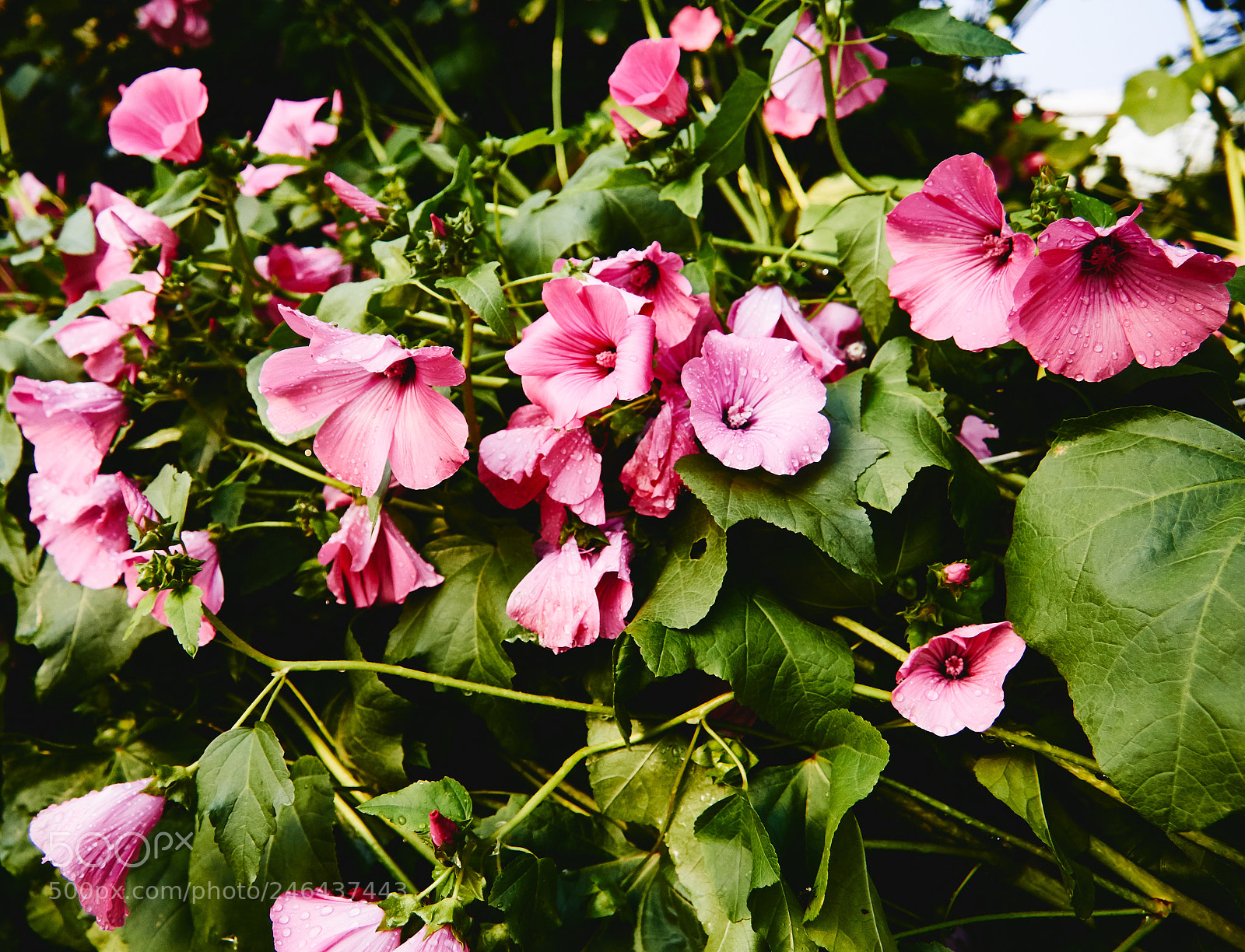 Canon EOS 60D sample photo. Flowers photography