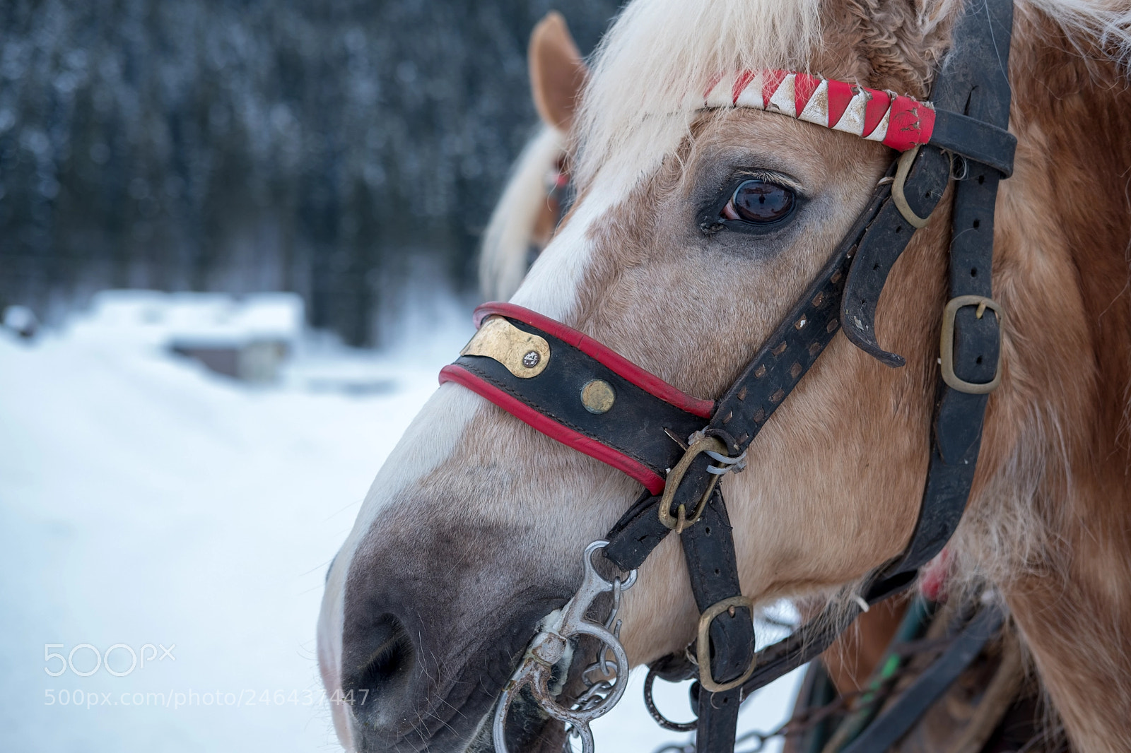 Fujifilm X-T2 sample photo. Horse in snow photography