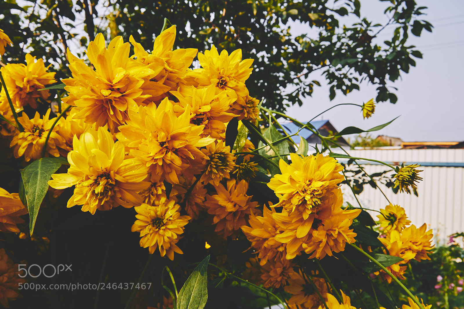 Canon EOS 60D sample photo. Sunflower photography