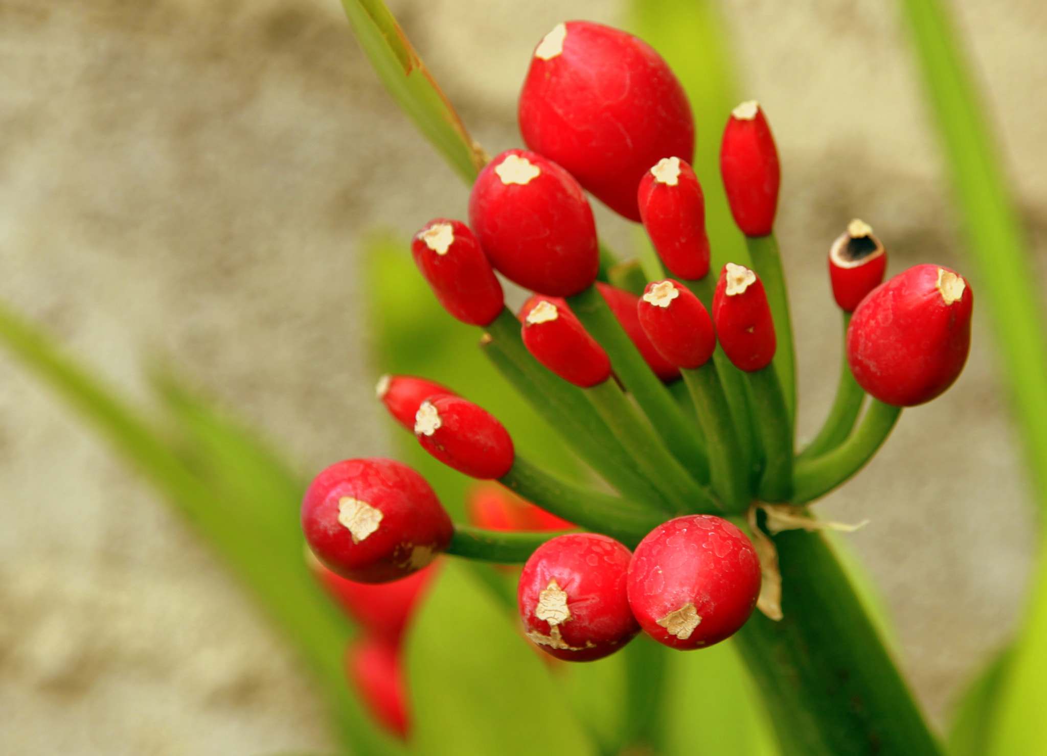 Sigma 18-200mm f/3.5-6.3 DC OS sample photo. Red and green photography