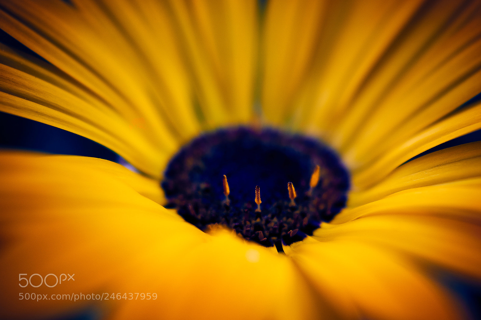 Sony ILCA-77M2 sample photo. Radiactive photography