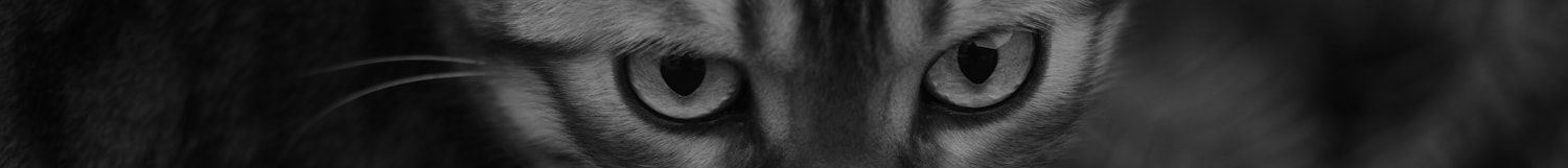 Sigma 105mm F2.8 EX DG OS HSM sample photo. Cat eyes photography
