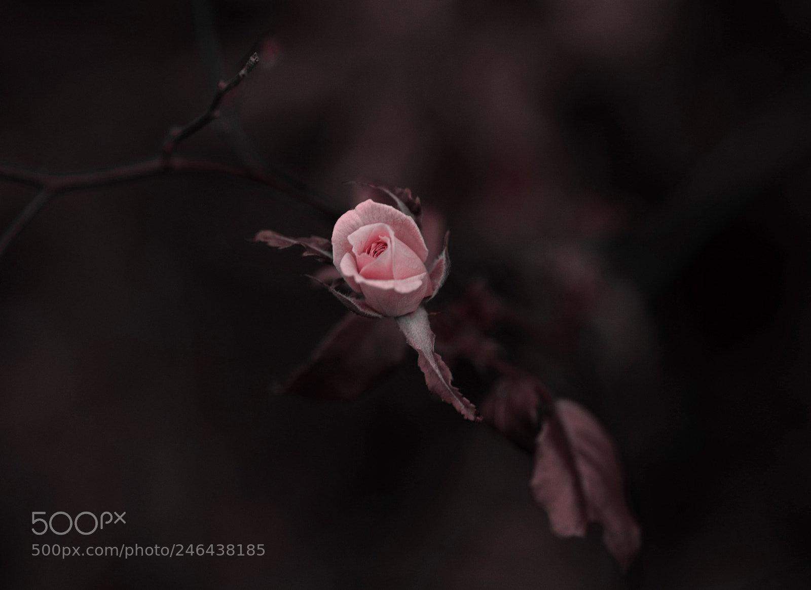 Fujifilm X-T1 sample photo. Pink rose photography