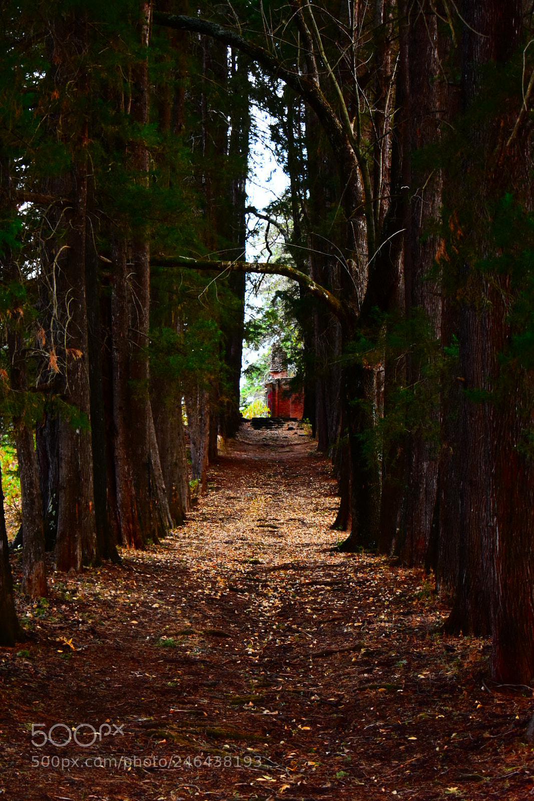 Nikon D3400 sample photo. Bosque photography