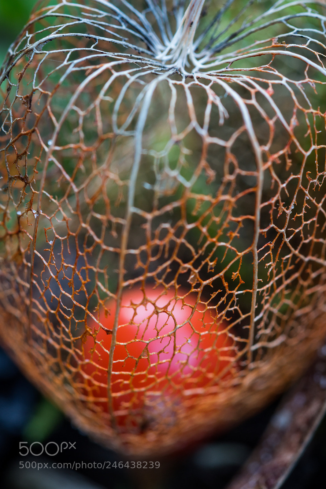 Canon EOS 650D (EOS Rebel T4i / EOS Kiss X6i) sample photo. L'amour en cage photography