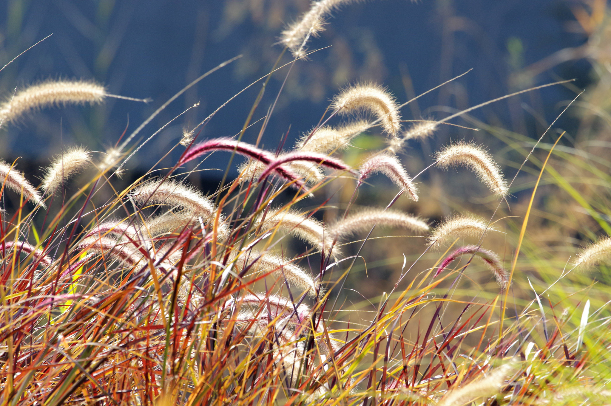 smc PENTAX-F* 300mm F4.5 ED[IF] sample photo