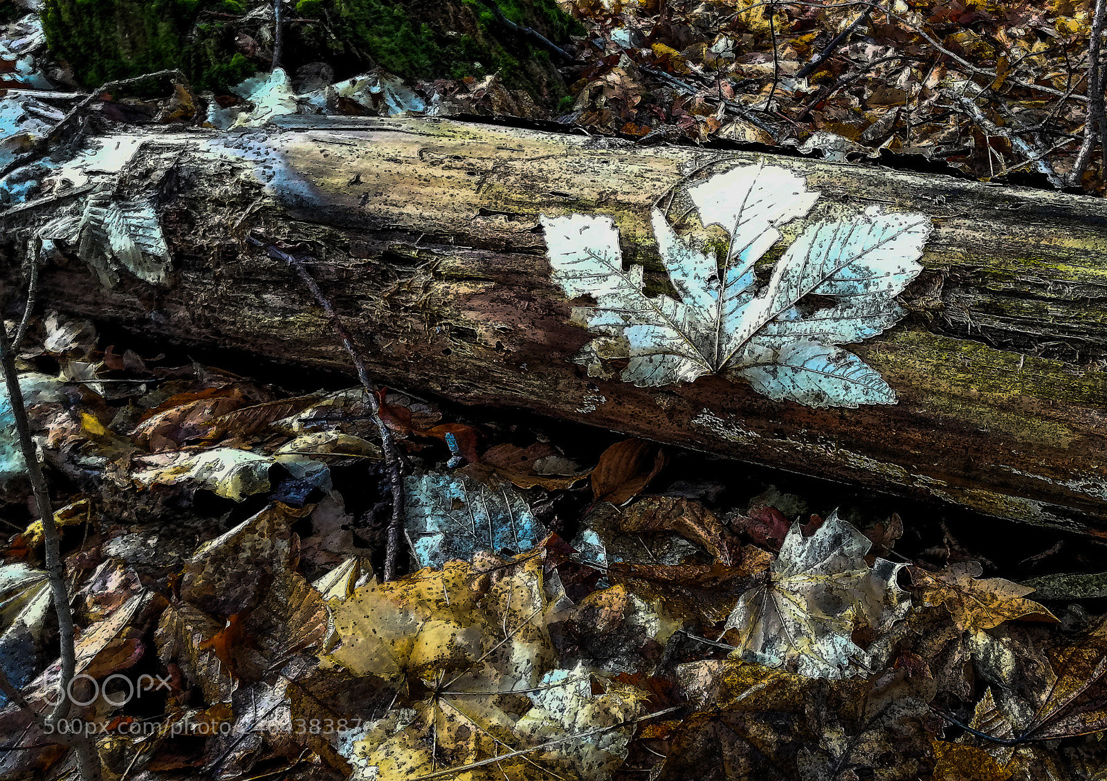 HUAWEI P9 LITE sample photo. Last year's leaf photography