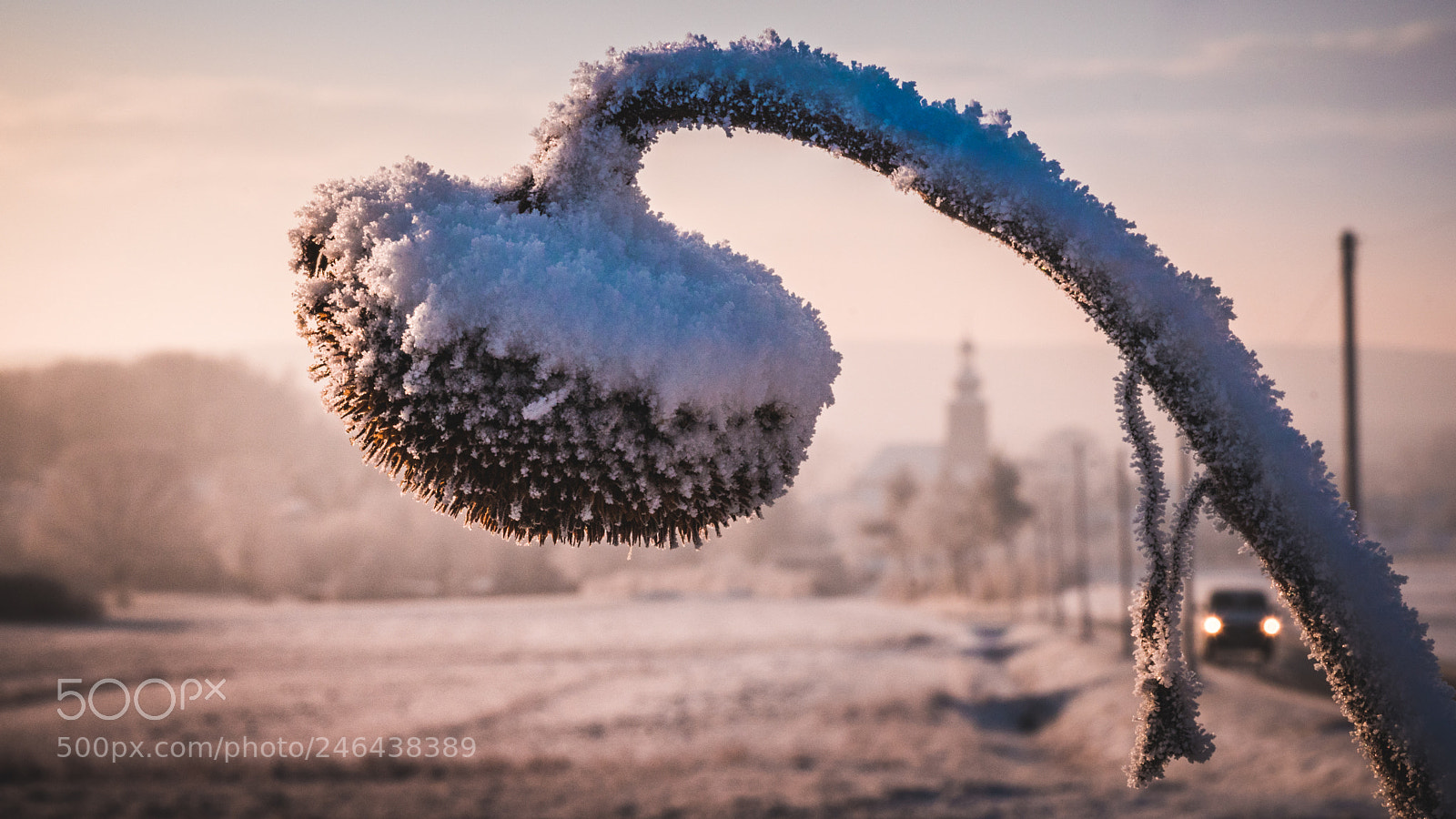 Sony a6500 sample photo. Frozen sunflower photography