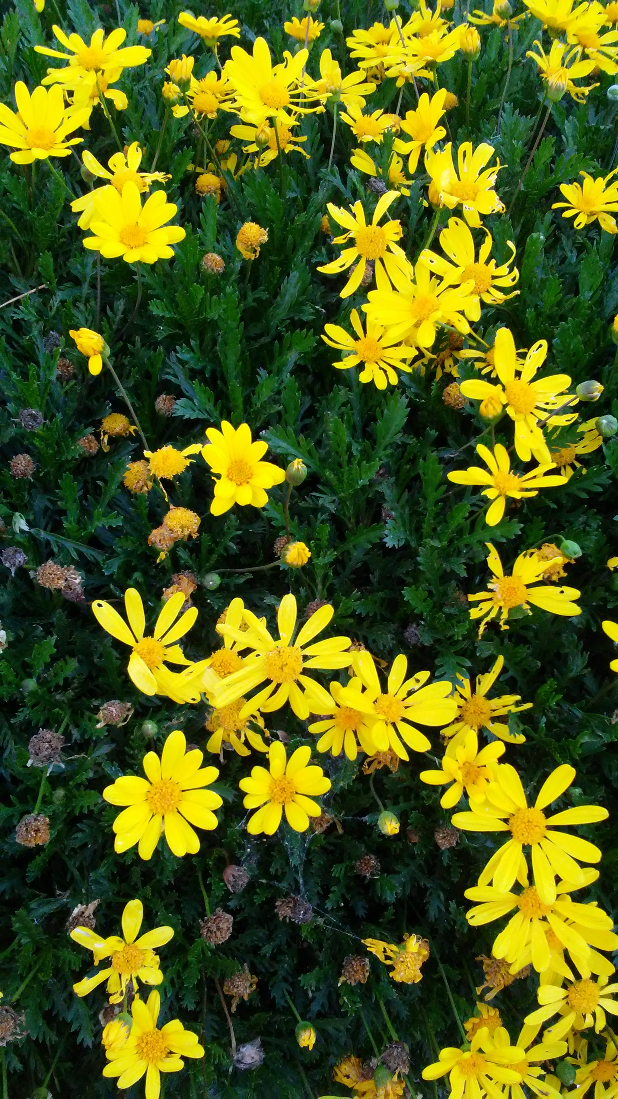 LG X POWER sample photo. Amarillo sol... photography