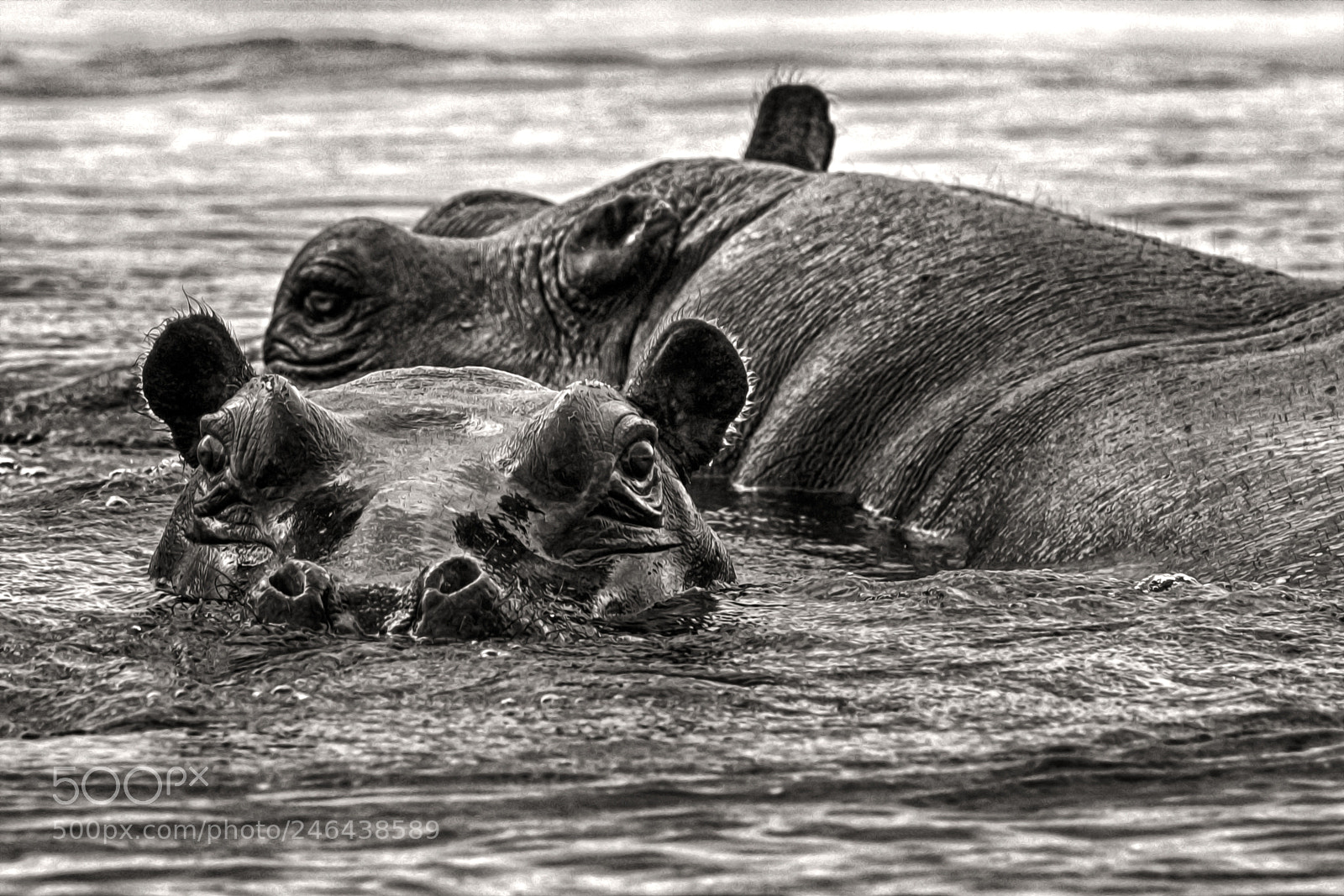 Sony SLT-A77 sample photo. Hippo photography