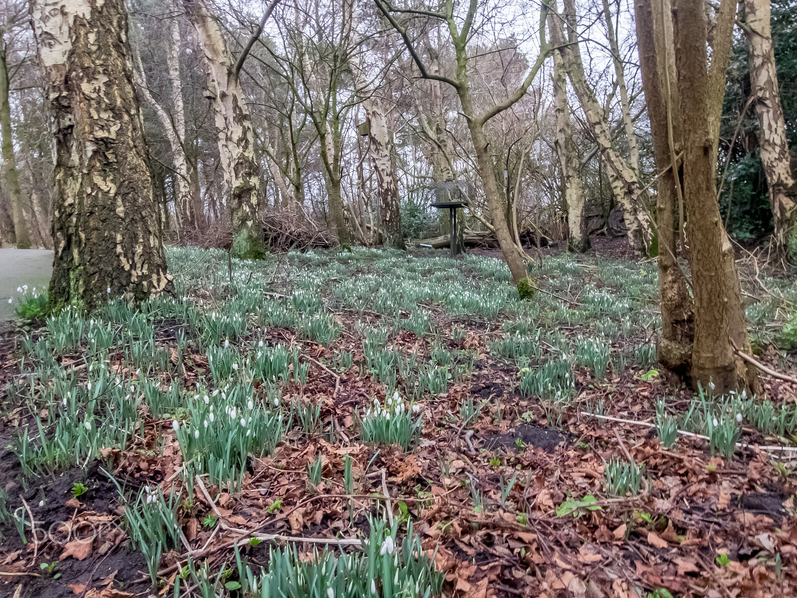 Fujifilm XQ2 sample photo. First snowdrops photography