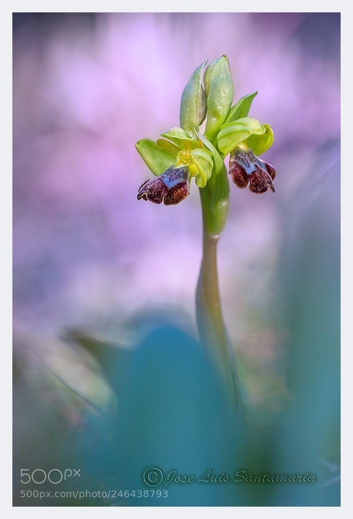 Nikon D300S sample photo. Ophrys fusca photography