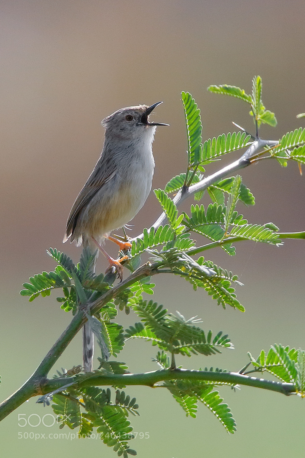 Canon EOS 7D Mark II sample photo. Plain prinia photography