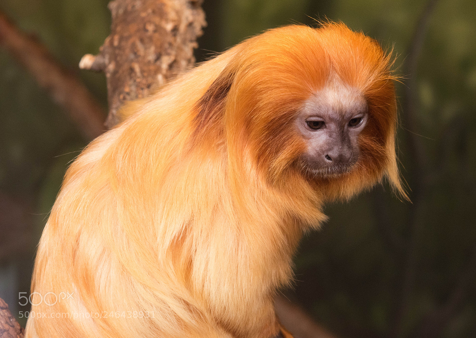Nikon D5500 sample photo. Golden lion tamarin photography