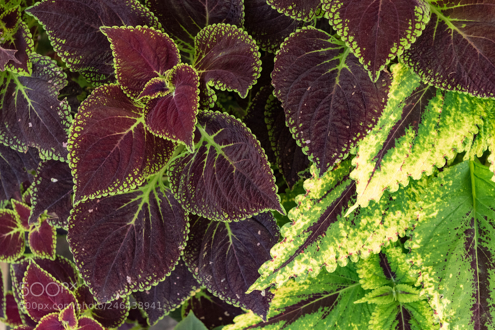 Nikon D5500 sample photo. 31125463315.jpg photography