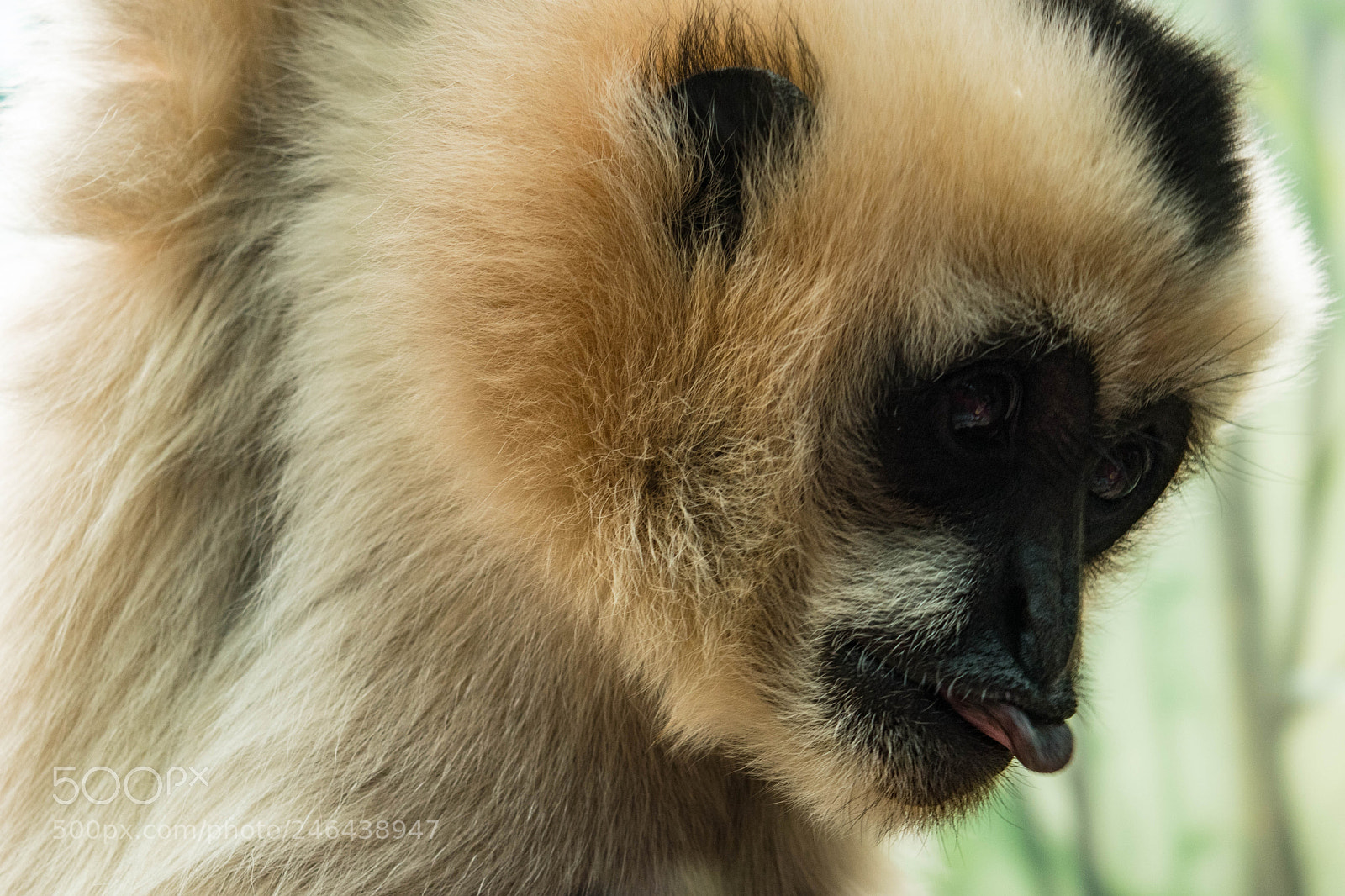 Nikon D5500 sample photo. White-cheeked gibbon photography