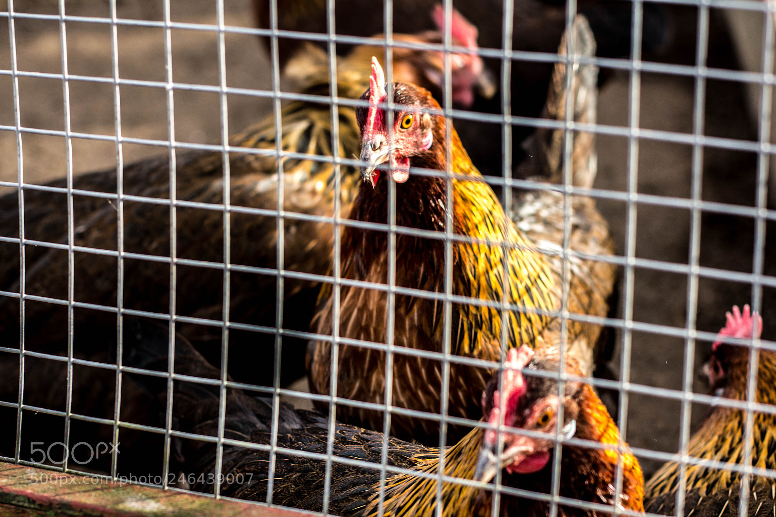 Canon EOS 60D sample photo. Captivity photography