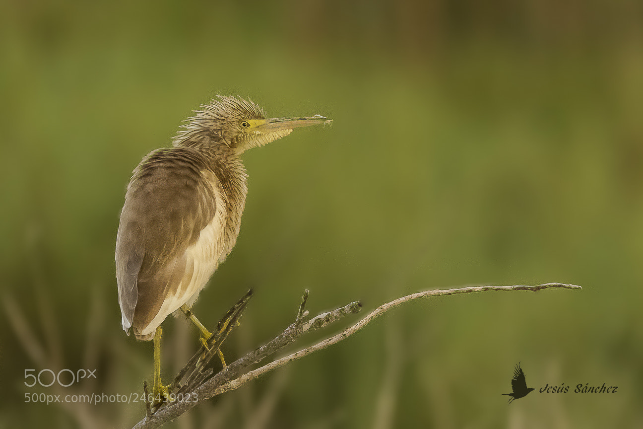 Canon EOS 7D Mark II sample photo. Garcilla cangrejera (ardeola ralloides) photography