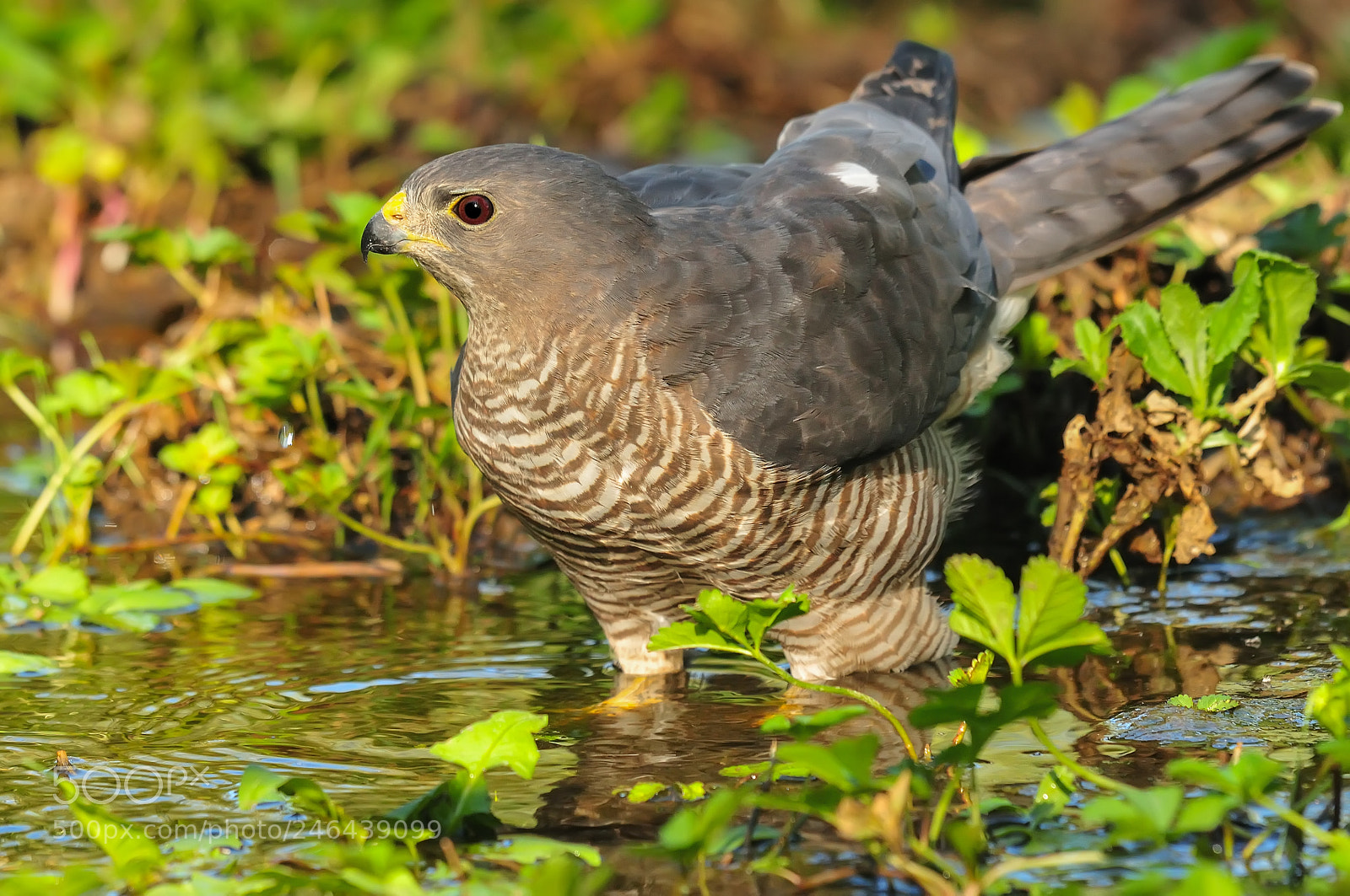 Nikon D300S sample photo. Yaz atmacas accipiter brevipes photography
