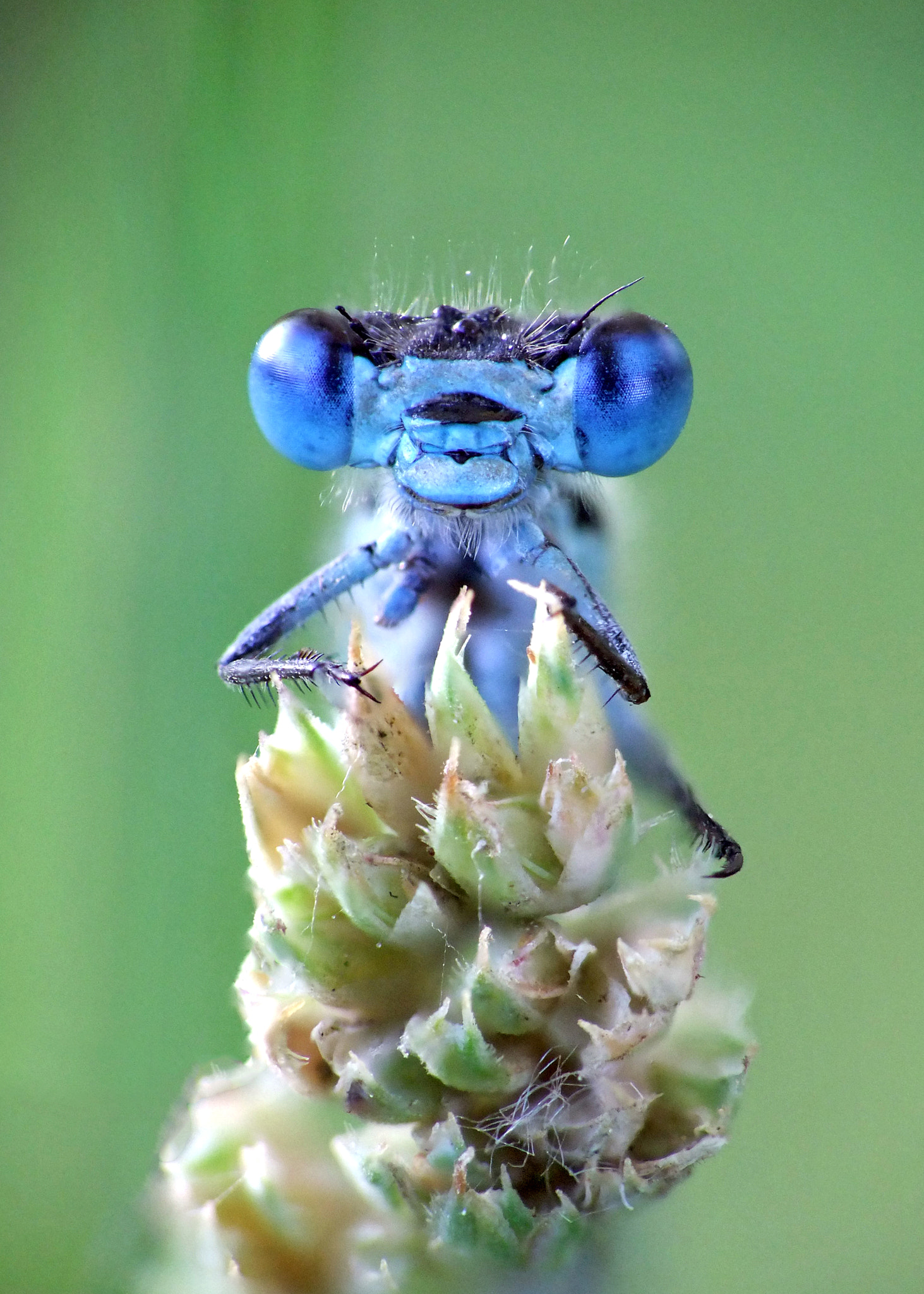 FujiFilm FinePix S200EXR (FinePix S205EXR) sample photo. Face to face with damselfly photography