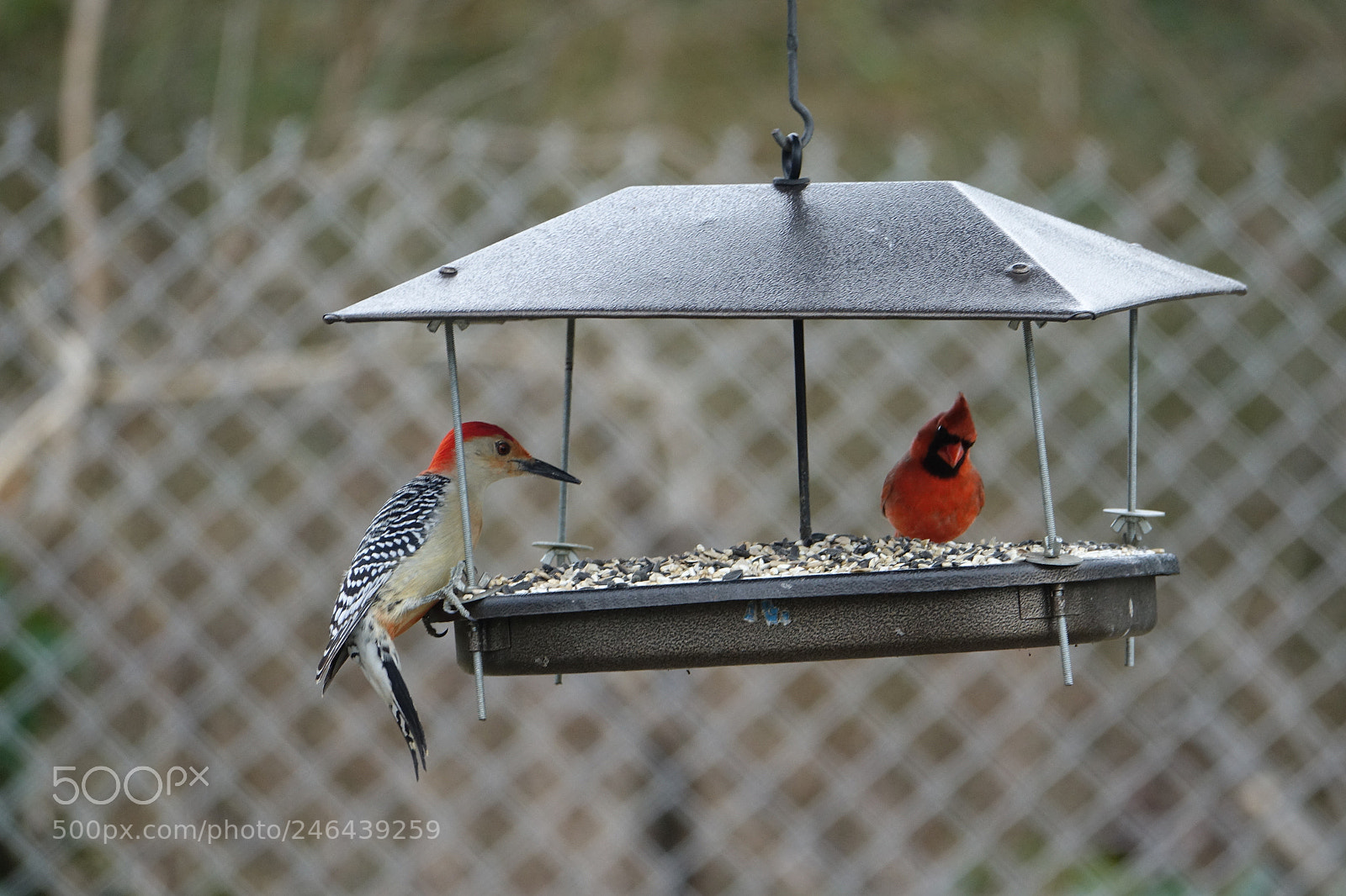 Sony Cyber-shot DSC-RX10 III sample photo. We make this feeder photography