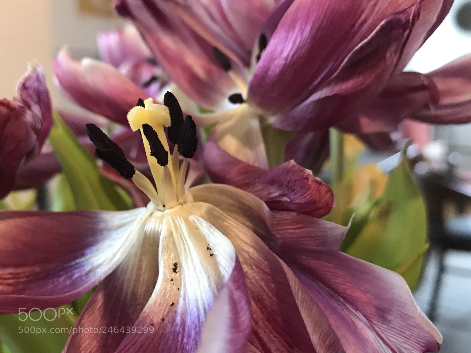 Apple iPhone 7 Plus sample photo. Untitled photography