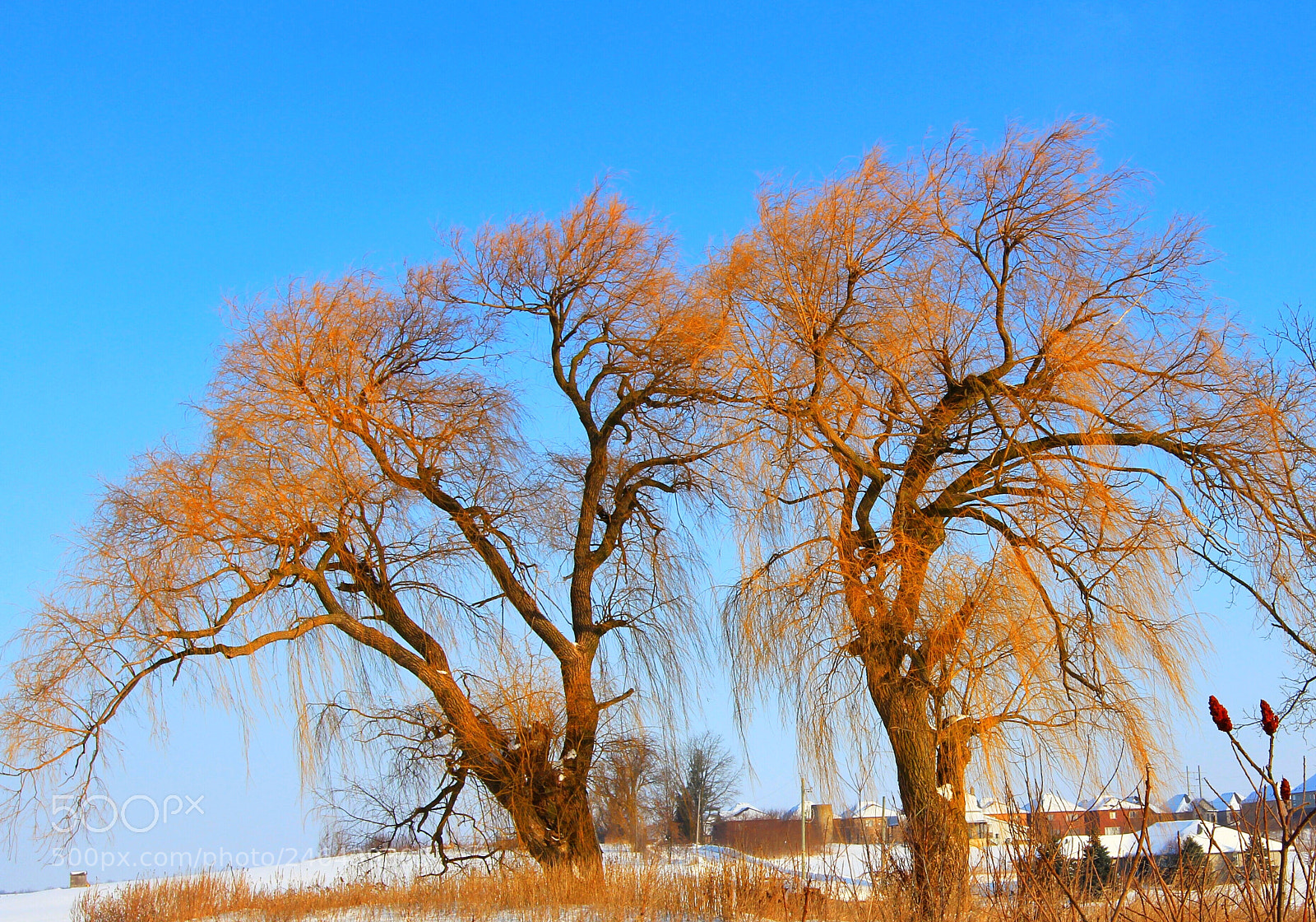 Canon EOS 60D sample photo. Winter trees photography