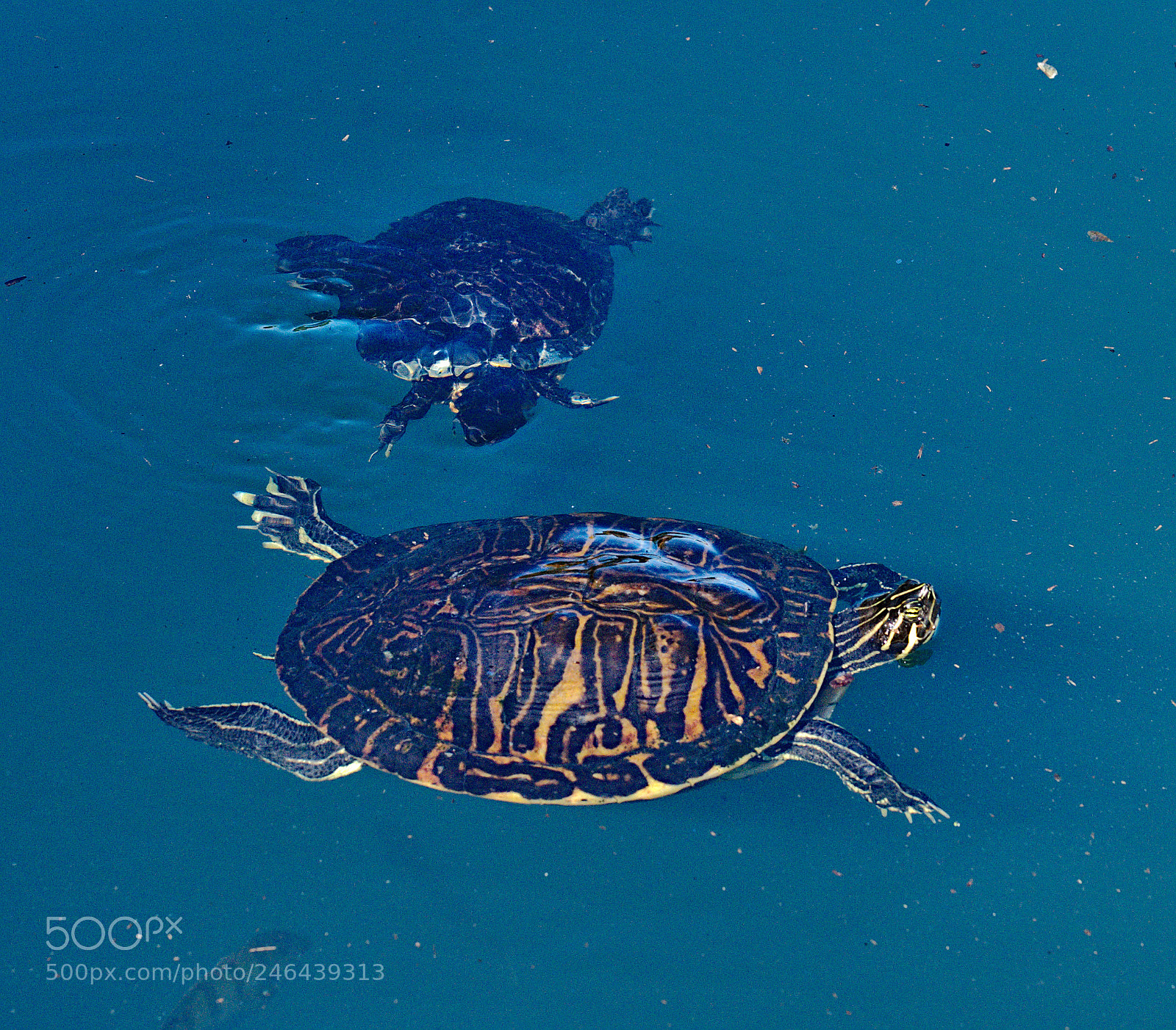 Nikon D810 sample photo. Florida softshell turtle apalone photography