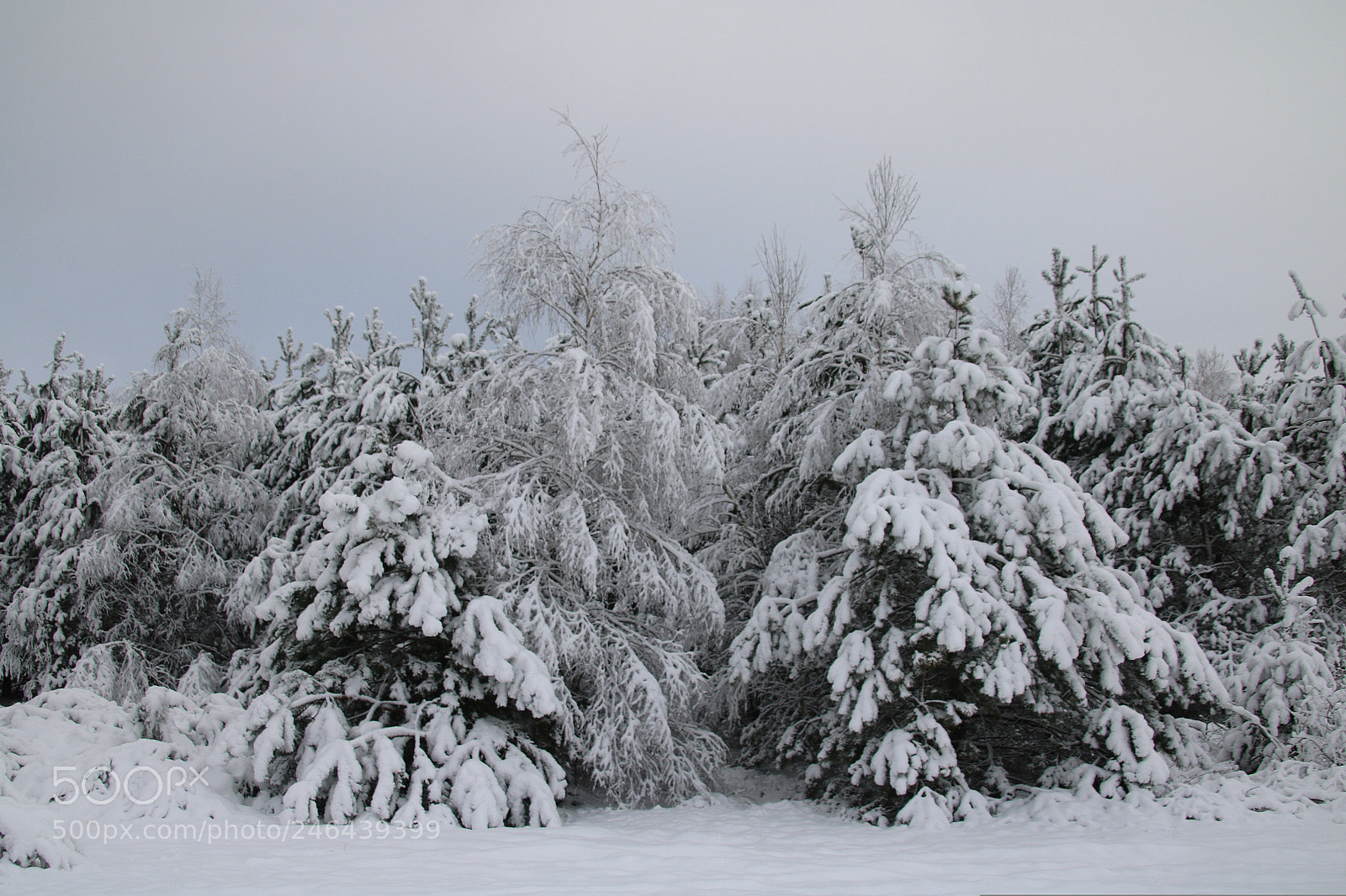 Canon EOS 760D (EOS Rebel T6s / EOS 8000D) sample photo. Winter tree photography