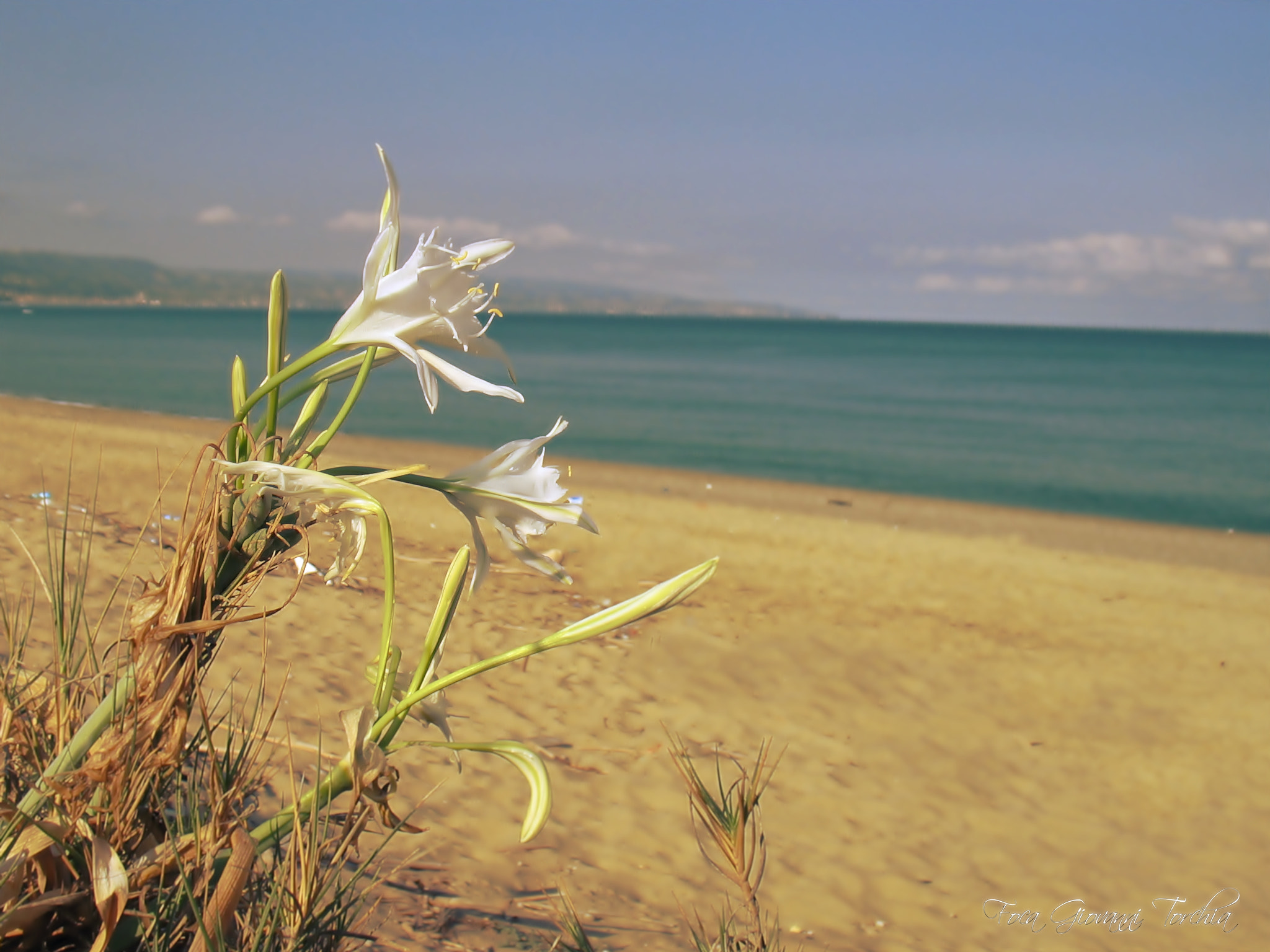 Canon POWERSHOT A610 sample photo. Giglio di calabria italia photography