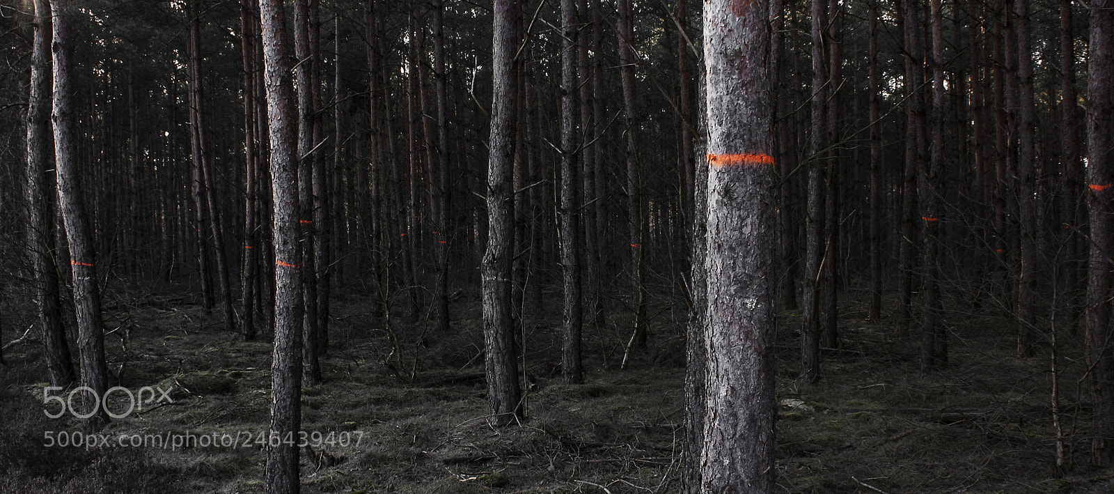 Canon EOS 450D (EOS Rebel XSi / EOS Kiss X2) sample photo. Marked trees photography