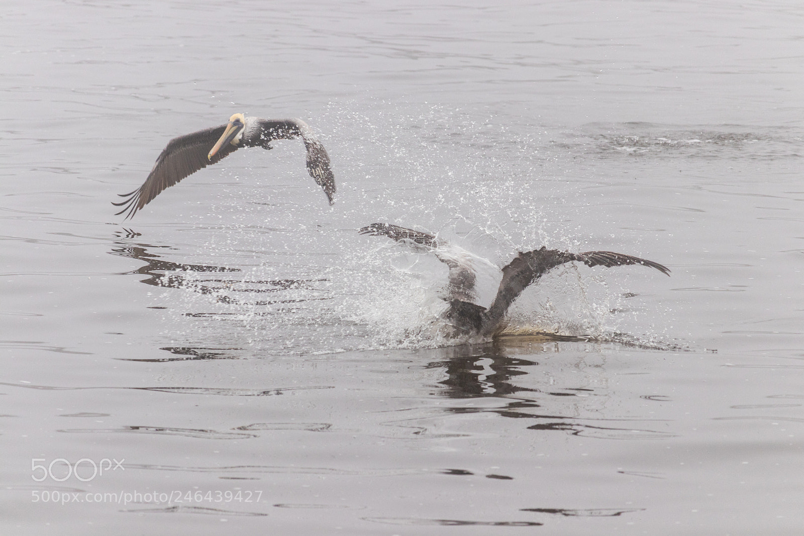 Canon EOS 80D sample photo. Pelicans fishing photography