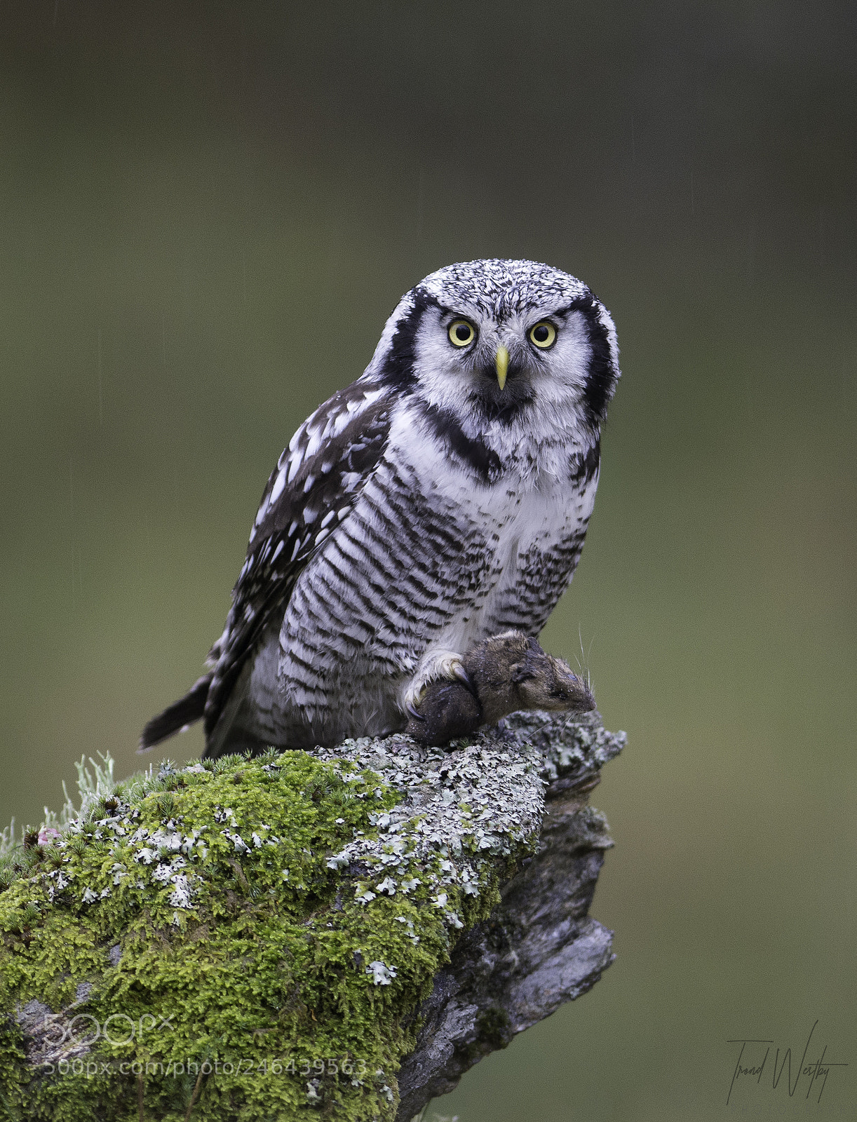 Nikon D7100 sample photo. Hawk owl photography