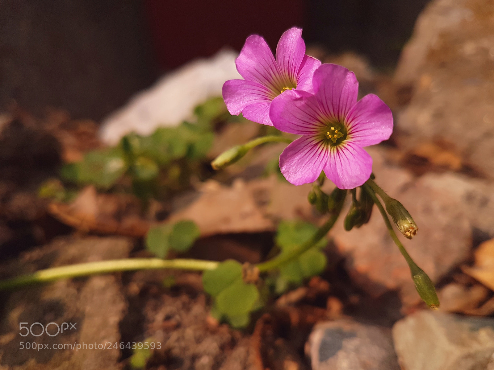 Samsung Galaxy S7 Edge sample photo. A small grass flower photography