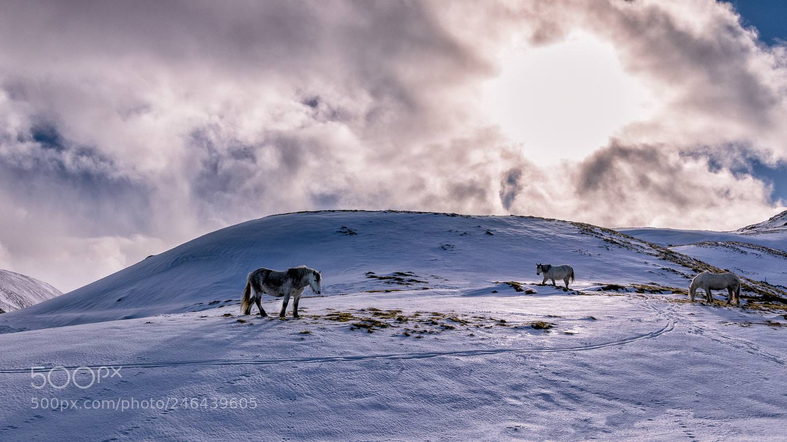 Canon EOS 77D (EOS 9000D / EOS 770D) sample photo. The herd photography