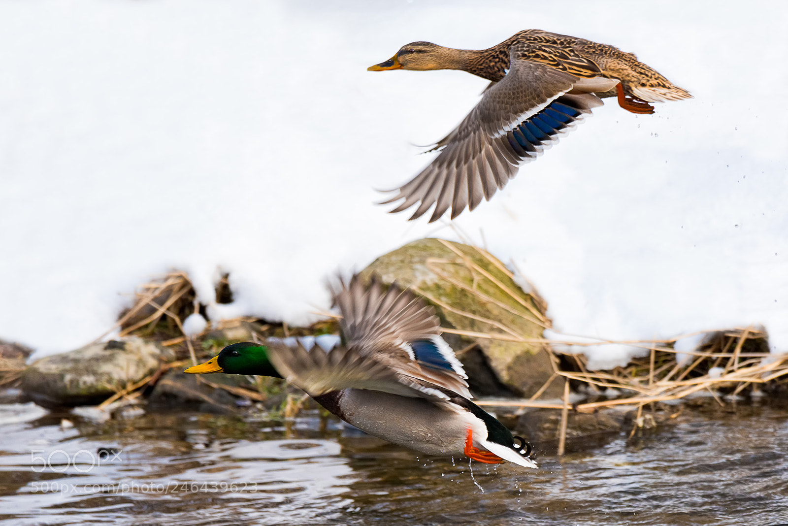 Nikon D810 sample photo. Ducks photography